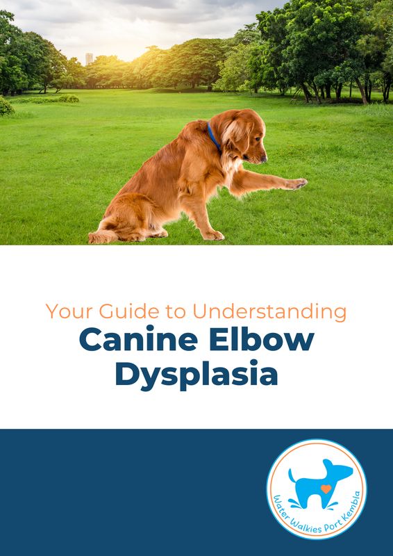 Your Guide to Understanding Canine Elbow Dysplasia