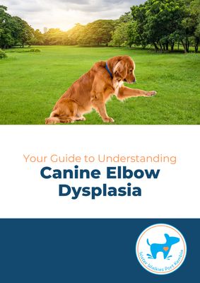 Your Guide to Understanding Canine Elbow Dysplasia