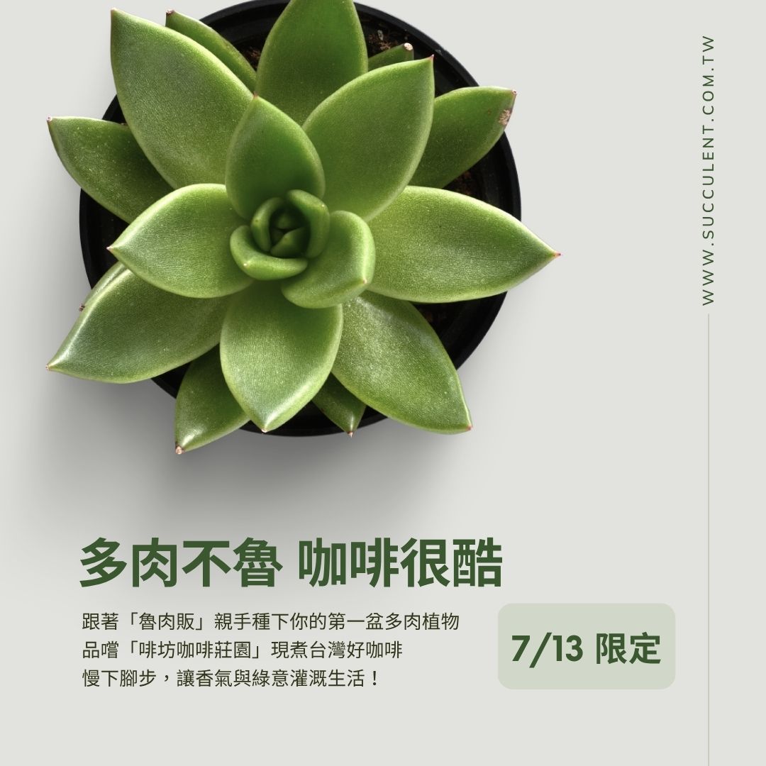 多肉不魯-咖啡很酷(7/13快閃活動)