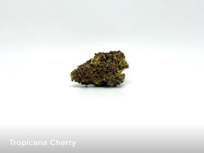 THCA - Small Flower - Tropicana Cherry