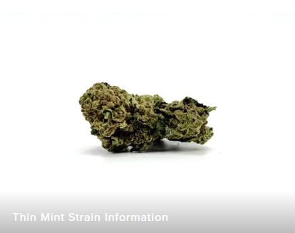 THCA - Small Flower - Thin Mint