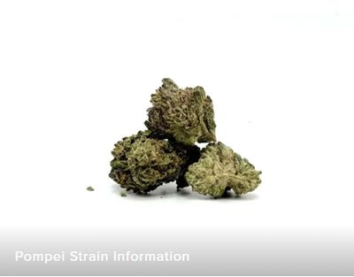 THCA - Small Flower - Pompei