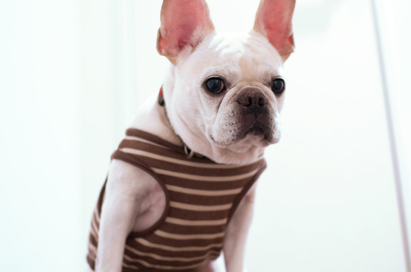 playerita sin tirantes para perro