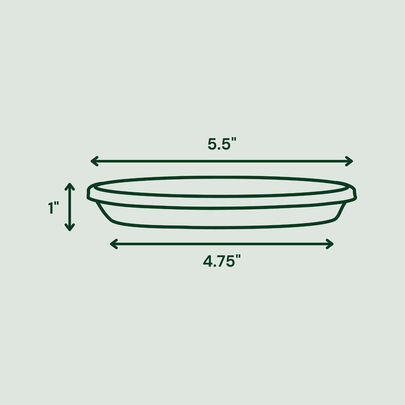 Bloem Terra 1 in. H X 5.5 in. W X 4.75 in. D Resin Traditional Plant Saucer Living Green