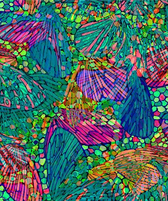 Butterfly Waltz per metre