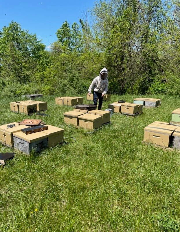 Honeybee Colony - Single Deep, Single Medium, or &quot;Story &amp; A Half&quot;-On Farm Pickup Only