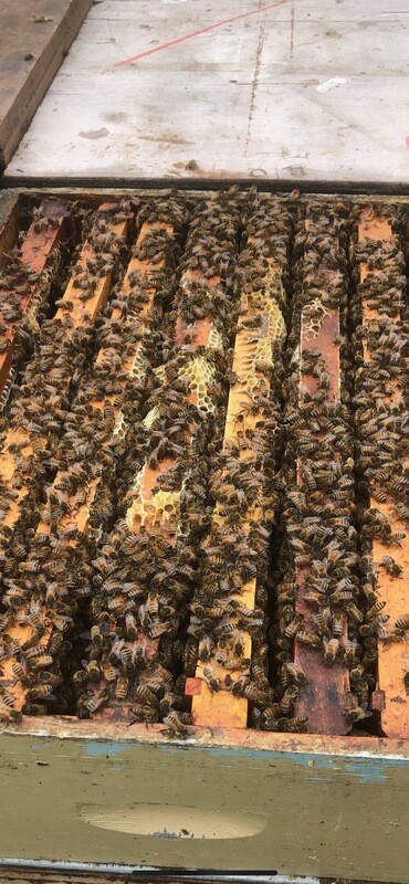 Honeybee Colony - Single Deep, Single Medium, or "Story &amp; A Half"-On Farm Pickup Only