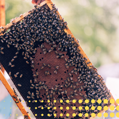 Honey Bees