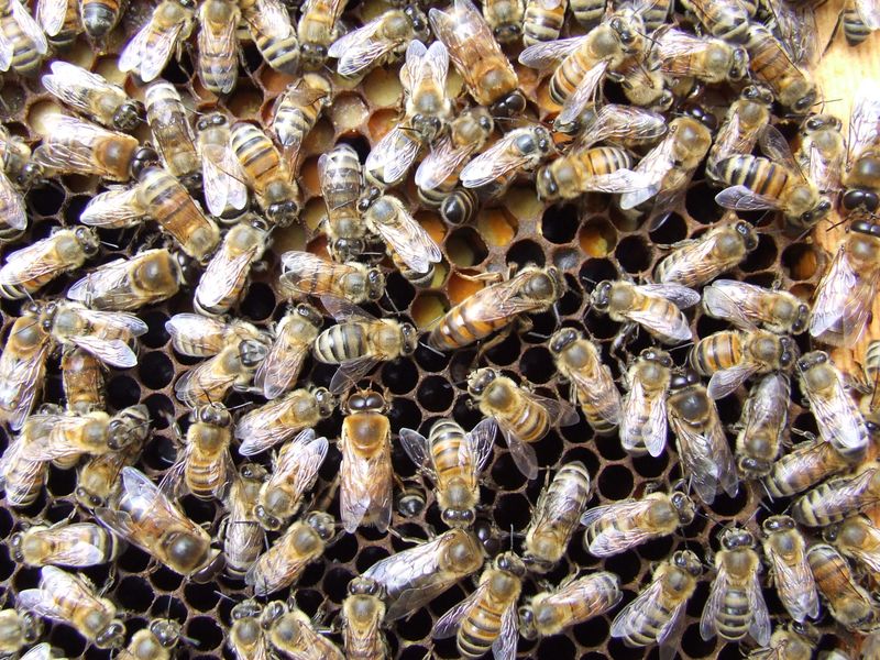 Mated Queen $40 each- On Farm Pickup Only -Reservation