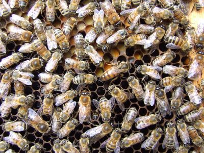 Mated Queen $40 each- On Farm Pickup Only -Reservation
