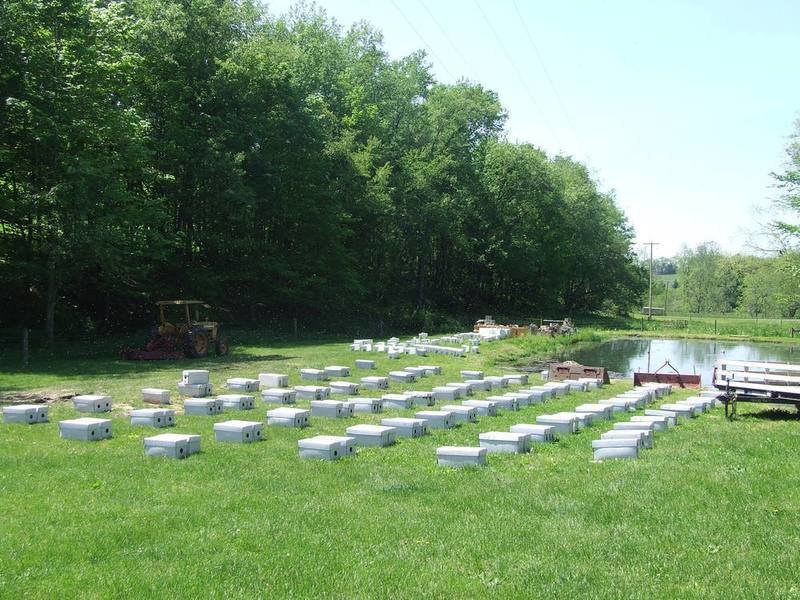 2026 Nucleus Colony 5-Frame -Deep or Medium - On Farm Pickup Only