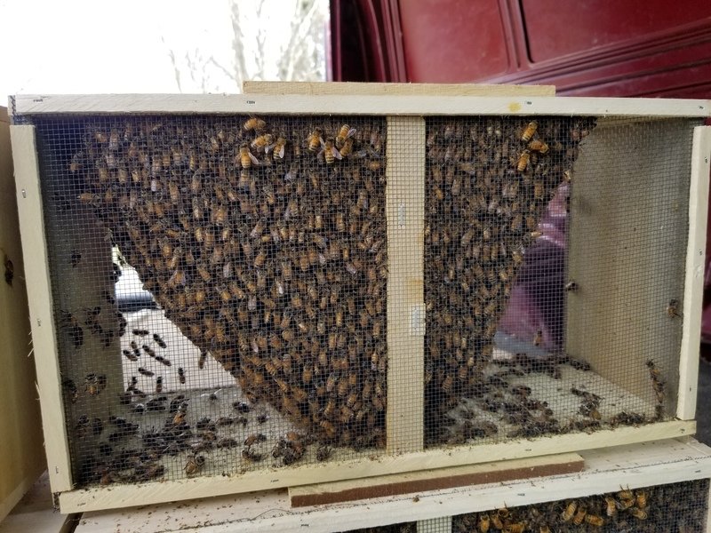Wilbanks Italian package bees Pennsylvania
