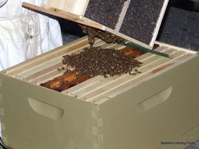 2022 Spring 3 lb. Honeybee Package-Pickup in May