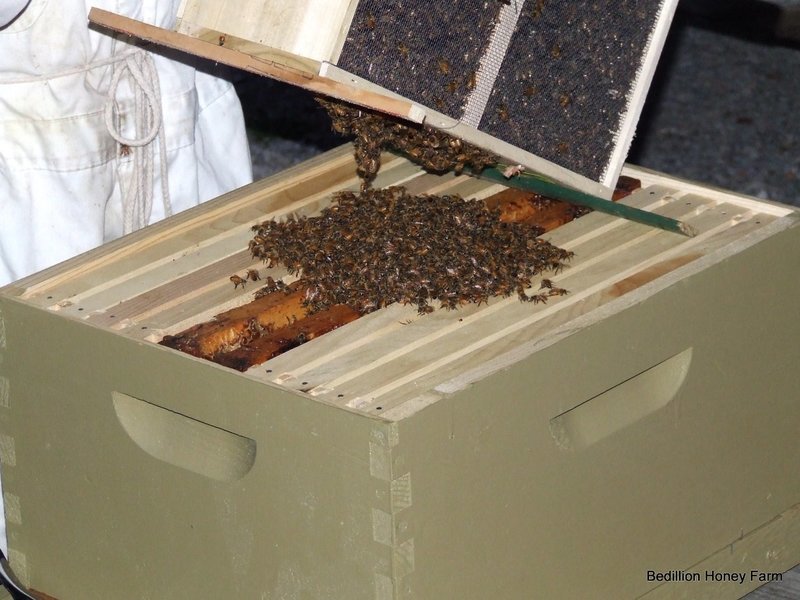 2026 Spring 3 lb. Honeybee Package - On Farm Pickup Only