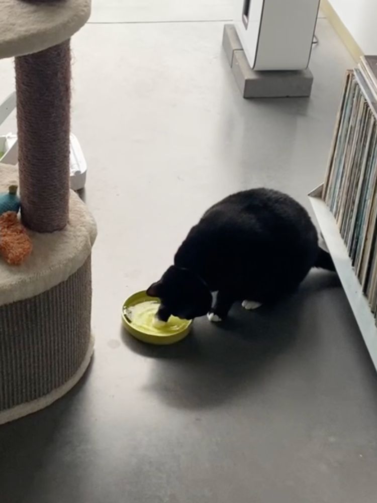 Miauw!