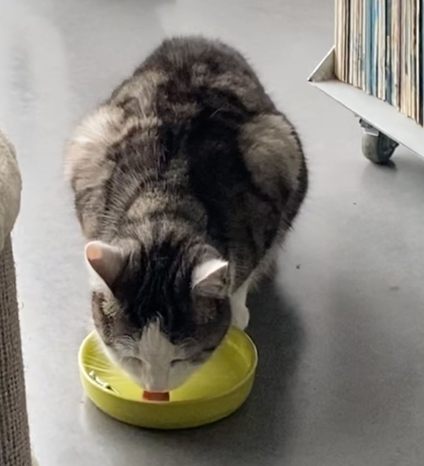 Miauw!