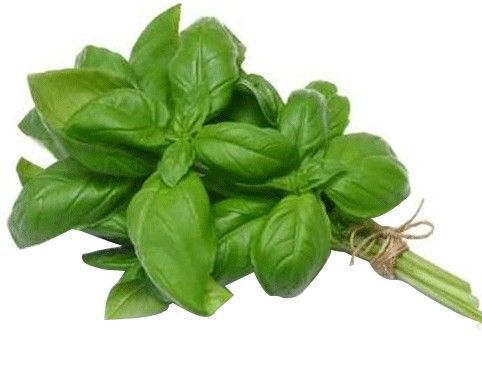 Basilic la botte (Corse)