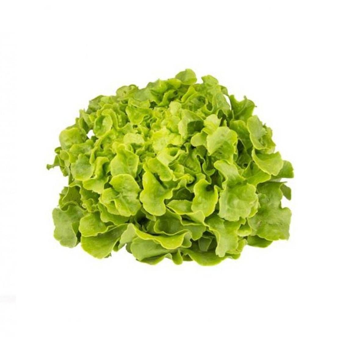 feuille de chêne blonde(la pièce)(corse)