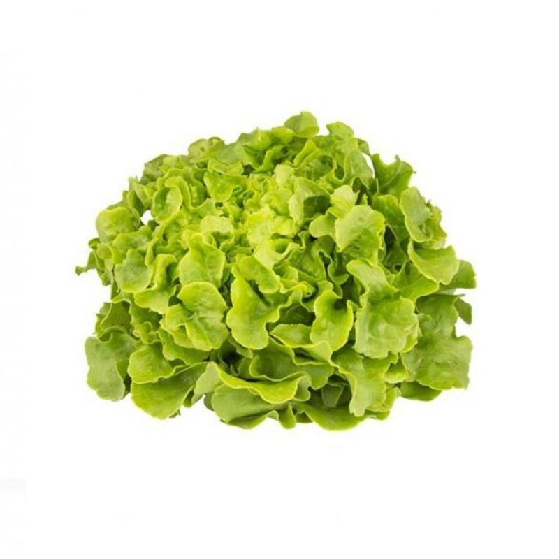 feuille de chêne blonde(la pièce)(corse)