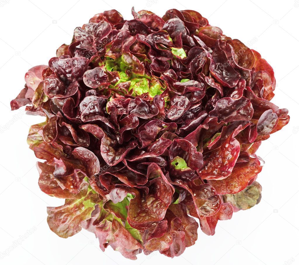 Feuille de chêne rouge(corse)(la pièce)
