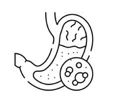 Digestive Enzymes