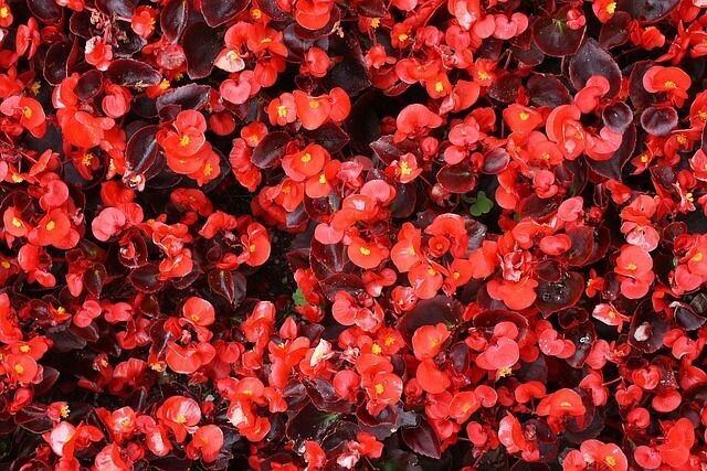 6 Begonia Semperflorens Roja Cepellón