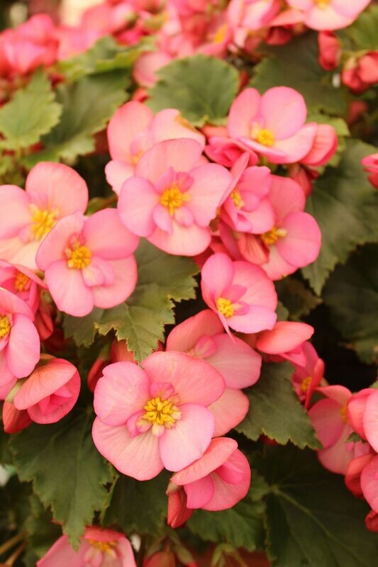 6 Begonia Semperflorens Rosa Cepellón