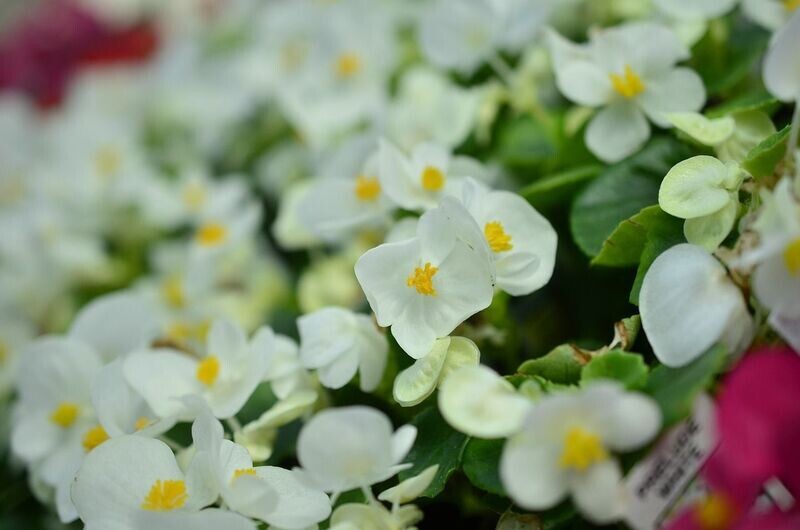 6 Begonia Semperflorens blanca Cepellón