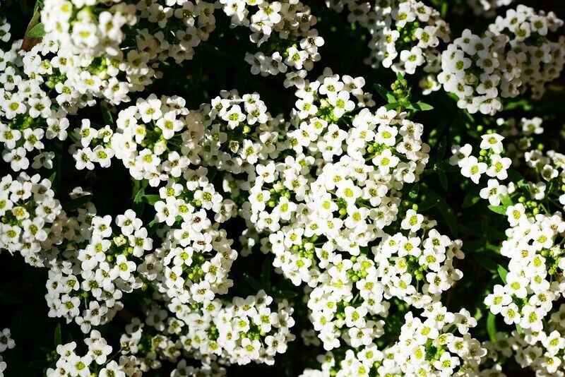 6 Alyssum blanco Cepellón