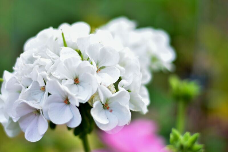 6 Geranio zonal blanco Cepellón XL