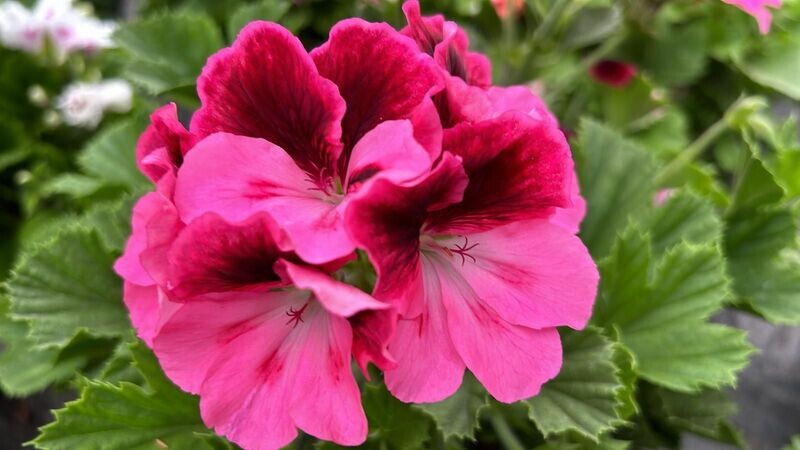 6 Pelargonio flor rosa Cepellón XL