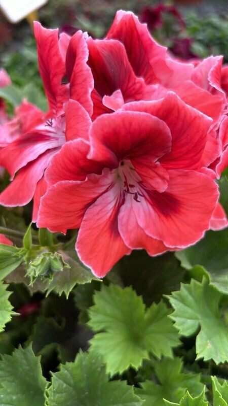 6 Pelargonio flor rojo Cepellón XL