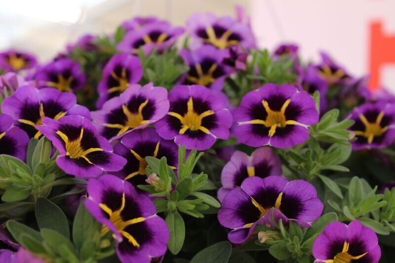 6 Calibrachoa  estrellada morada Cepellón XL