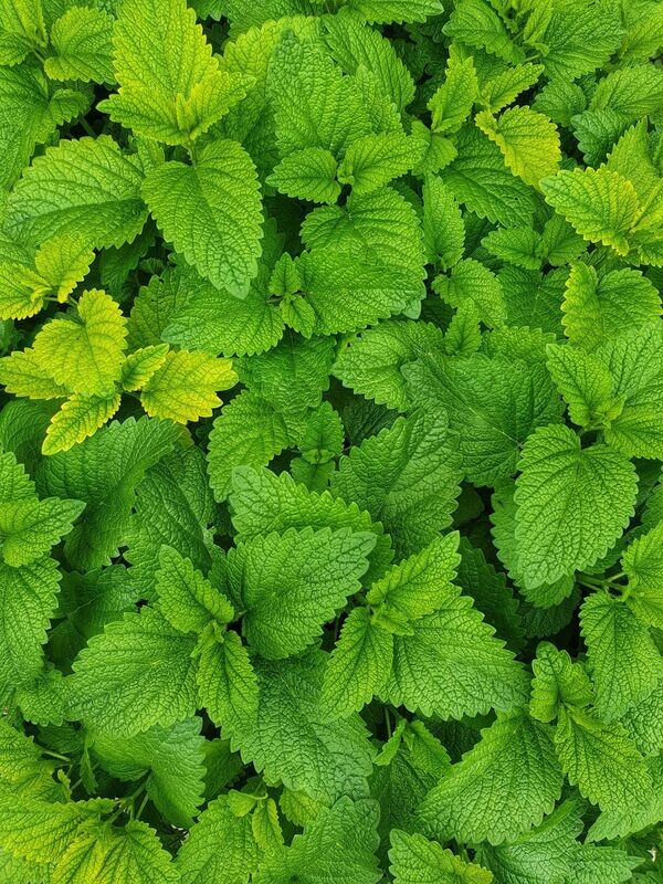 Menta ( hierba buena)