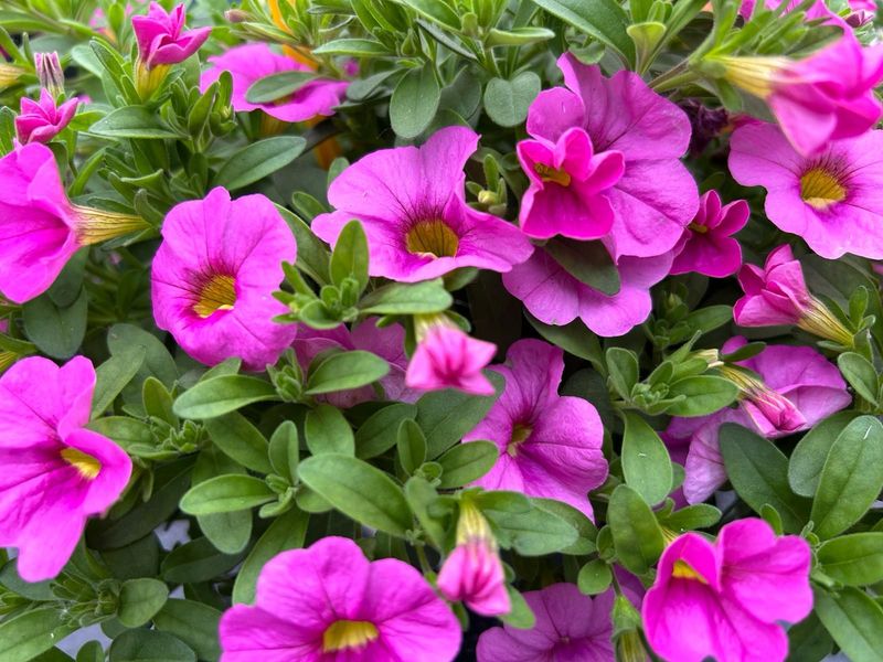 6 Calibrachoa  fucsia Cepellón XL
