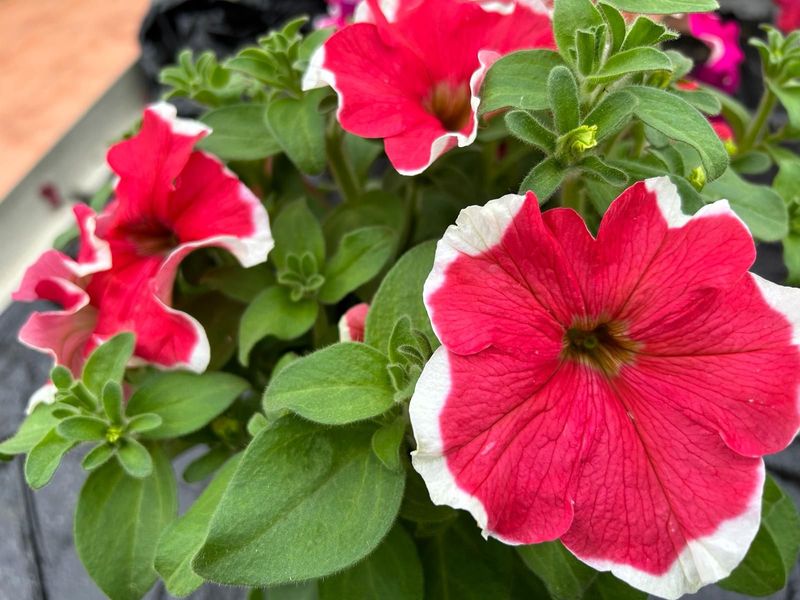 6 Petunia Picotee mix Cepellón