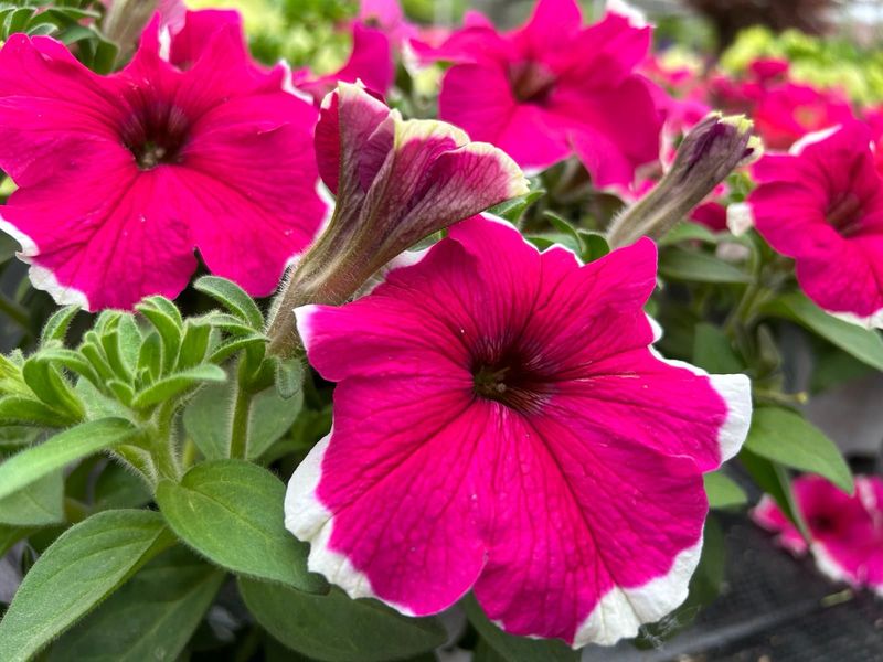 6 Surfinia  picote Cepellón XL