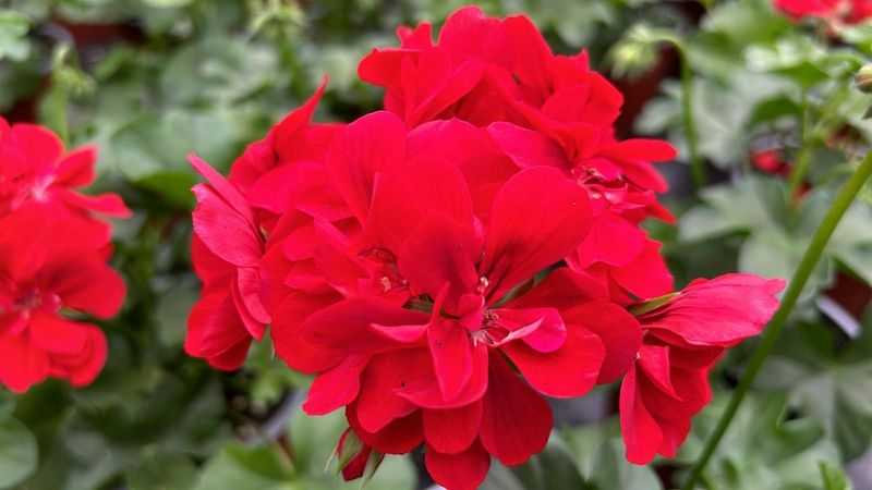 6 Geranio de Hiedra rojo Cepellón XL