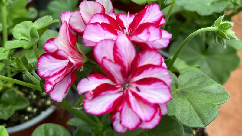 6 Geranio de Hiedra bicolor Cepellón XL