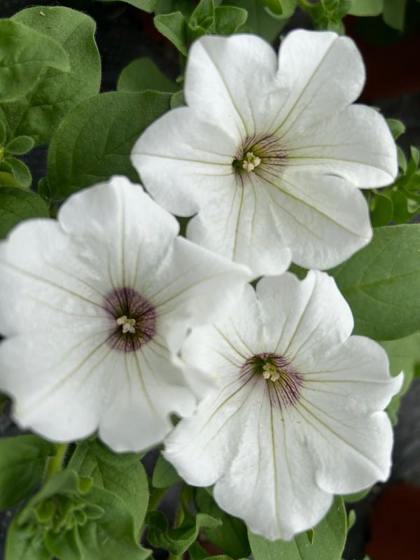 6 Surfinia  blanca Cepellón XL