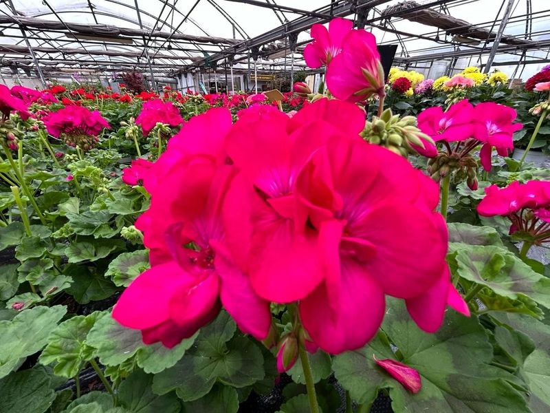 Geranio zonal fucsia en maceta