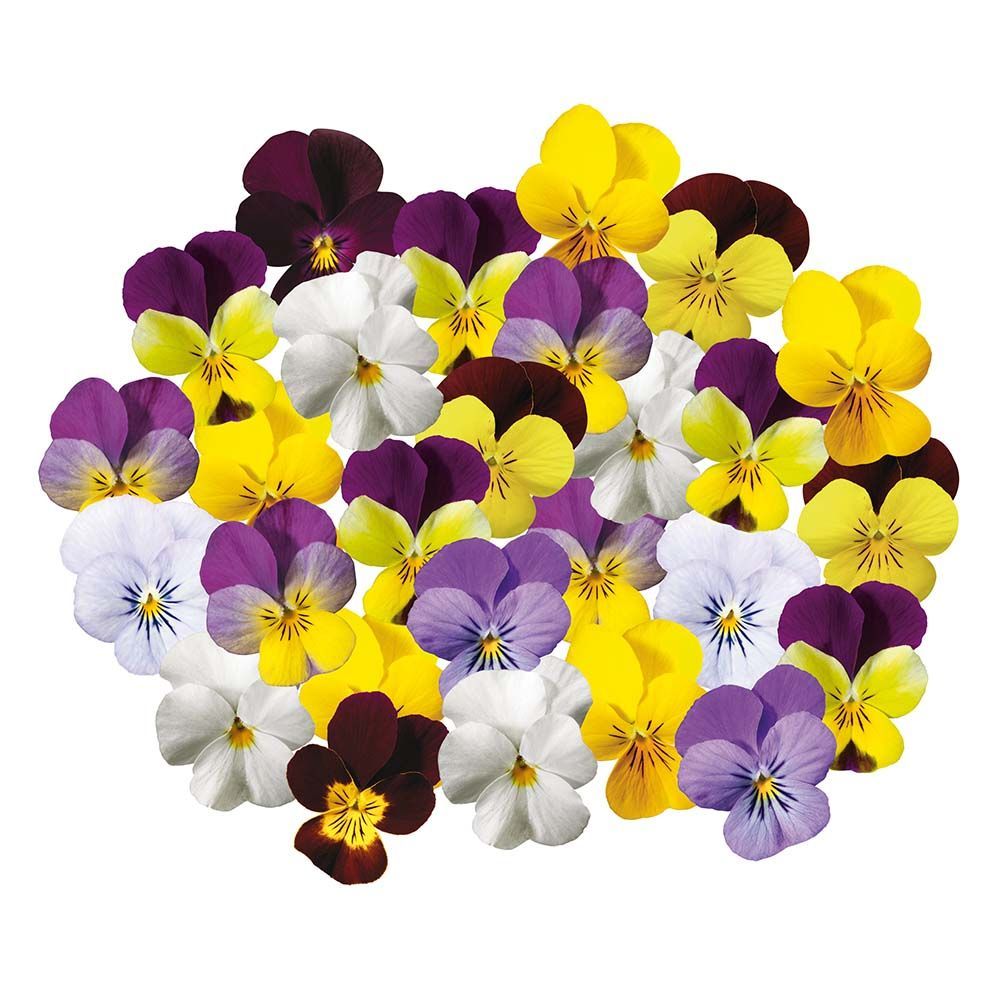 6 Pensamiento flor pequeña mix en Cepellón