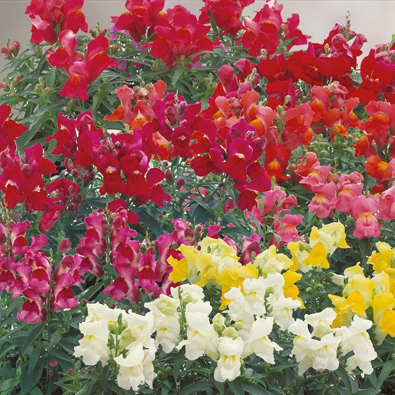 6 Anthirrinum mezcla de colores en Cepellón