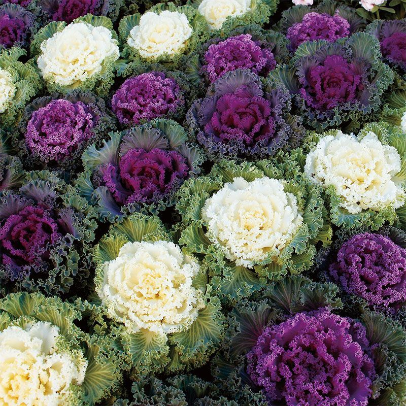 6 Brassica  mezcla de colores en Cepellón