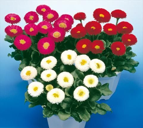 6 Bellis Perennis mezcla de colores en Cepellón