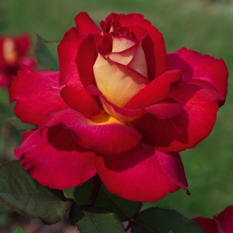 Rosal Perfumado Bolshoi
