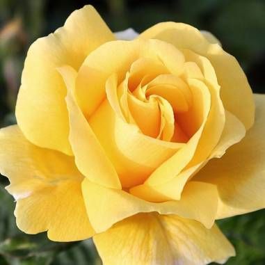 Rosal Perfumado Michelangelo