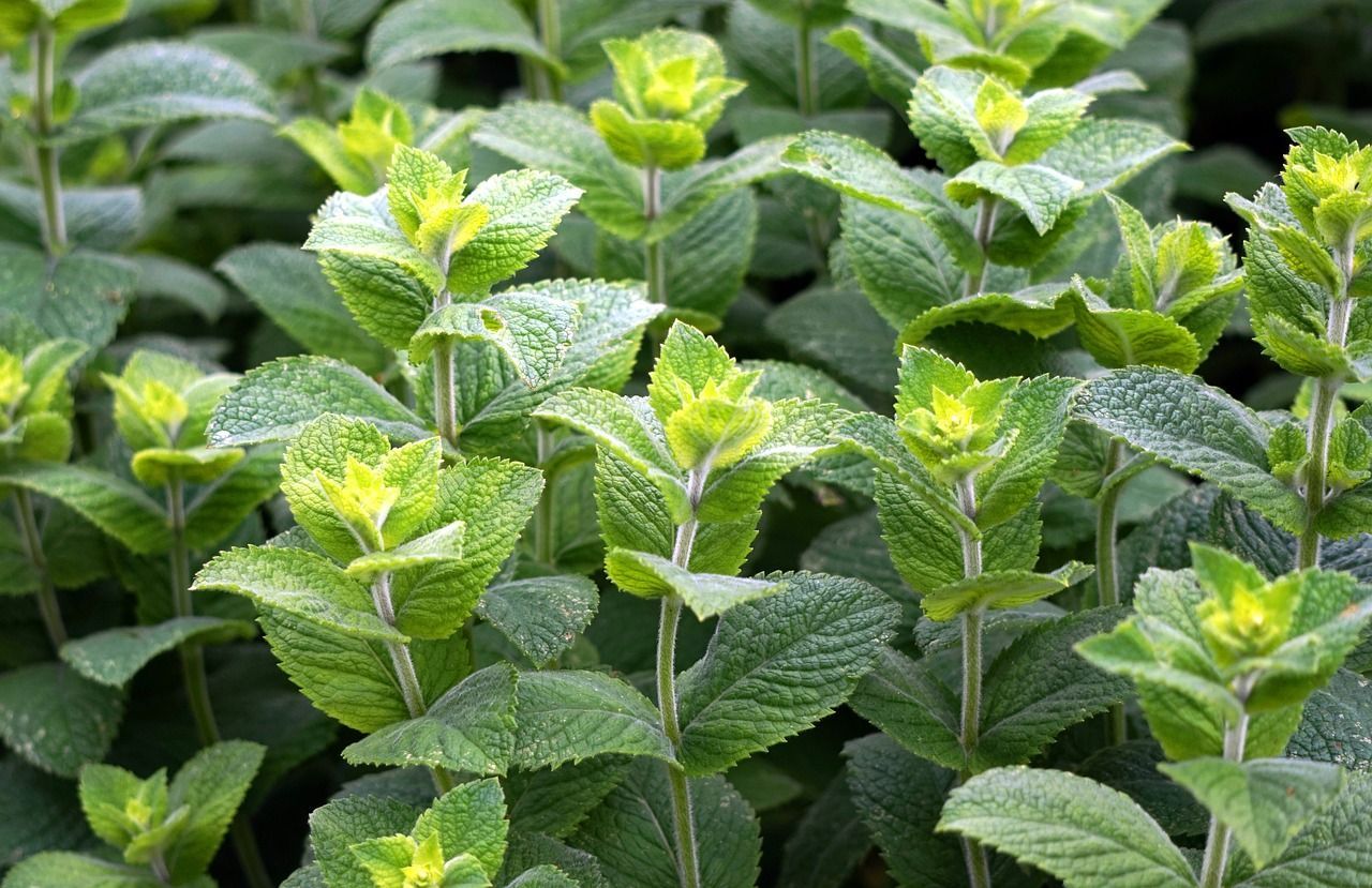 Menta