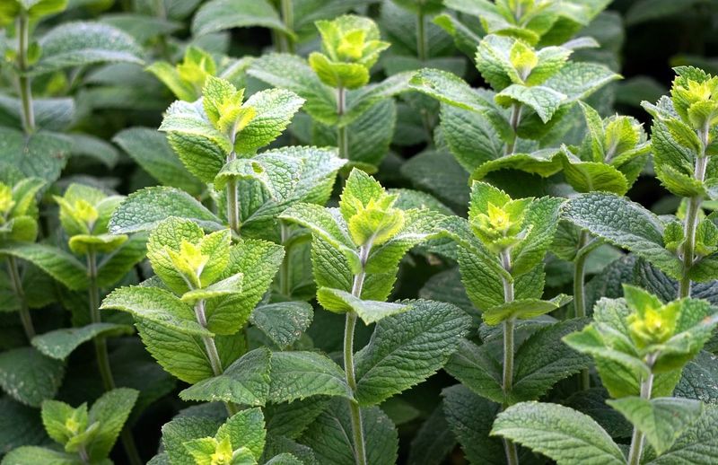 Menta
