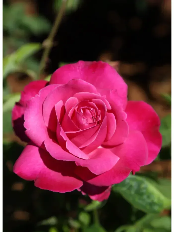 Rosal Perfumado Caprice de Meilland
